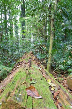 looking along a fallen tree in the rain forest 