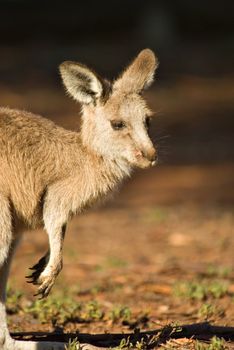 photo of an australian eastern grey kangaroo