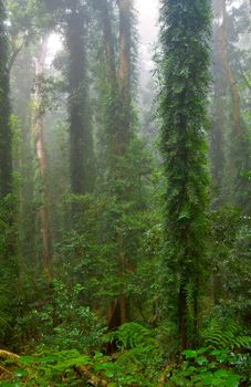 the beauty of nature in the dorrigo world heritage rainforest on a foggy day