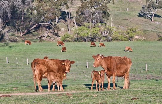 cows in the field on the farm