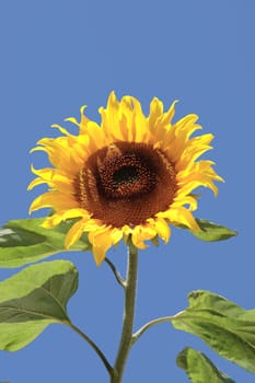 a tall ripe sunflower against a beautiful blue sky
