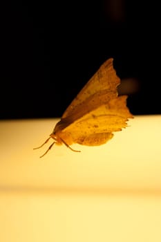 Moth sitting on the lamp night picture 