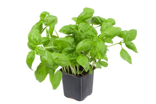 Fresh basil in the flower-pot isolated on white