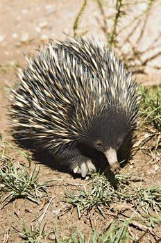 an australian echnida walking along on dirt