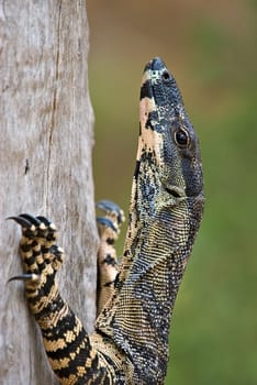 a lace monitor (goanna) is climbing a tree 