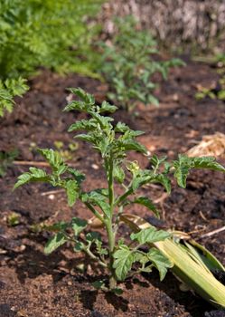 a small tomato plant growing in the vegetable garden