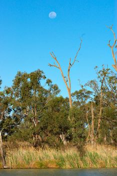 the moon is rising over some trees on the river murray