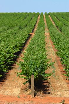 rows of grape vines reaching out past the horizon