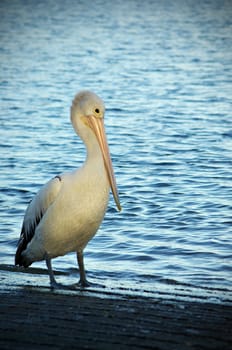pelican stands at the waters edge at twilight