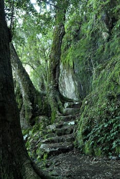 steps and a path through the oxley world heritage rainforest