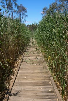 a long boardwalk path extends through the reeds of the wetlands