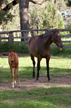 a foal is walking off while the mare turns it head and sticks it tongue out