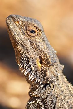 a central bearded dragon getting warm in the sun