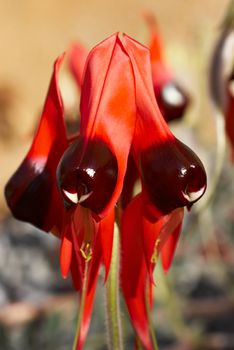 sturts desert pea - the icon of the australian outback