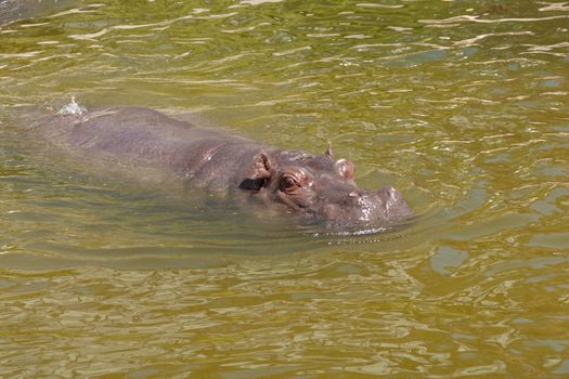 hippo protruding above the water surface