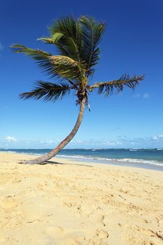 beautiful caribbean beach with palm tree and blue sky