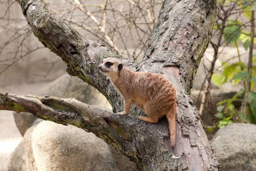 Meerkat sitting on a fallen tree