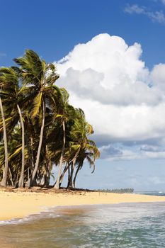 beautiful caribbean beach with palm trees and clouds