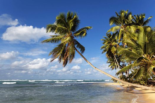 beautiful caribbean beach with palm trees and blue sky