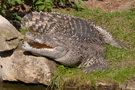 crocodile lying on river bank