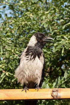 portrait of a crow sitting on the fence