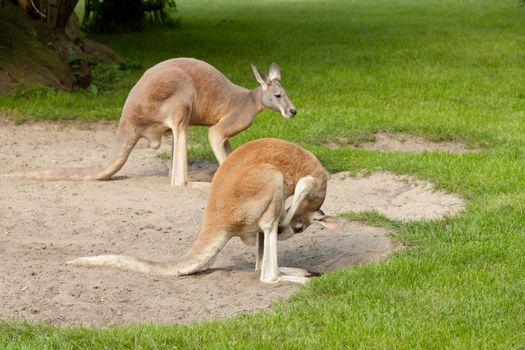 two kangaroos on the catwalk at the zoo
