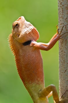 Closeup Thai chameleon on twig in nature