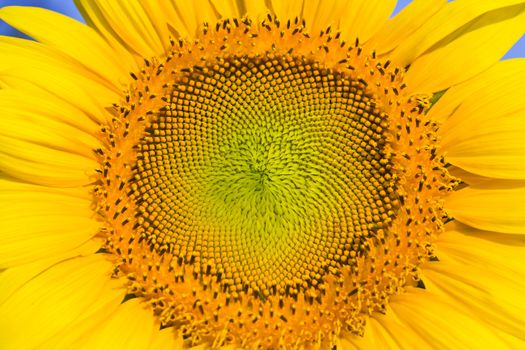 Closeup of Sunflower image background