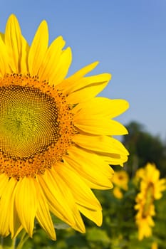 Sunflower at the field at the sunrise