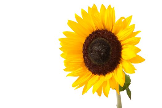 Sunny yellow sunflower isolated over white with green leaves