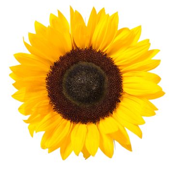 Bright colorful yellow sunflower isolated over white