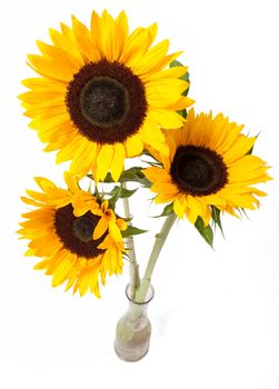 Three yellow sunflowers in vase isolated over white