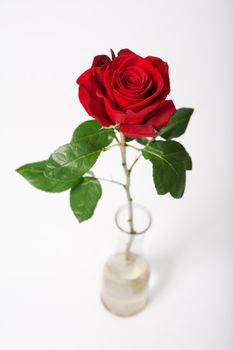 Single red rose in vase over white