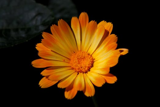 Orange Blooming Chamomile on Black Background