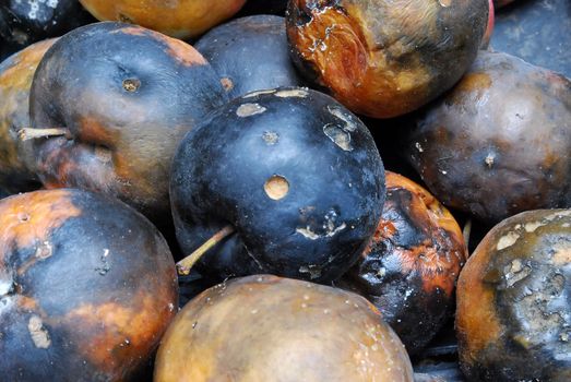 Heap of Rotting Apples of Various Forms Background