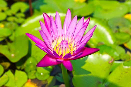 beautiful pink lotus with background of green lea