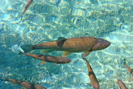 Big trout swimming in crystal clear water of Plitvice Lakes