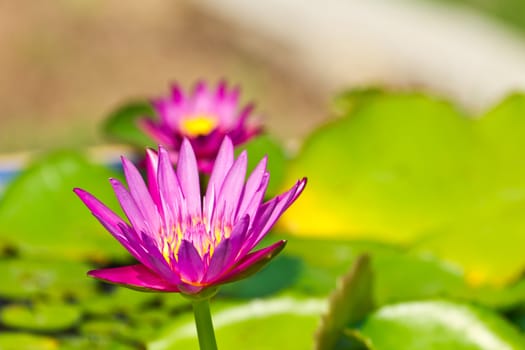 beautiful pink lotus with background of green lea