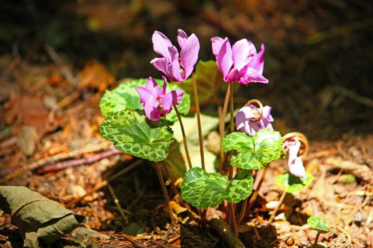 Wild cyclamen flowers deep in the forest