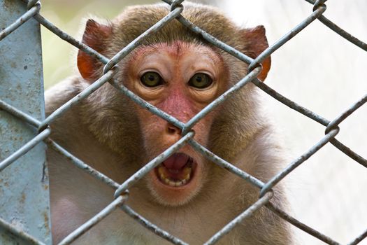 sad monkey in the cage of zoo