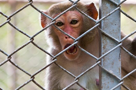 sad monkey in the cage of zoo