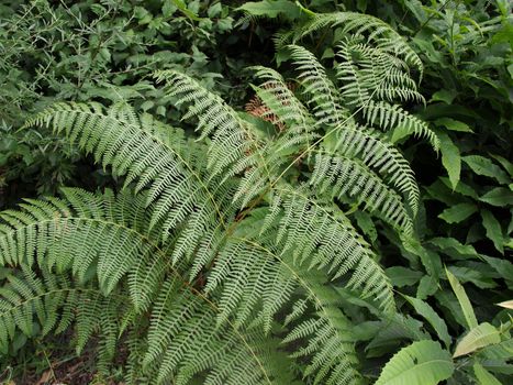 Green fern leaves useful as a background