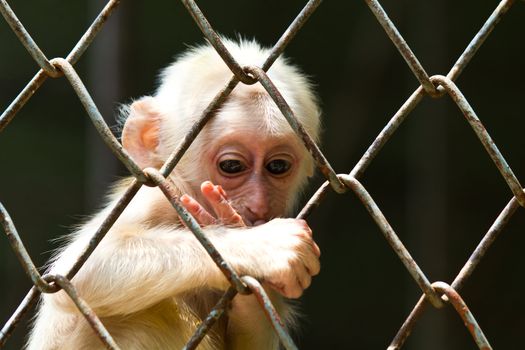 Sad little monkey in the cage of zoo