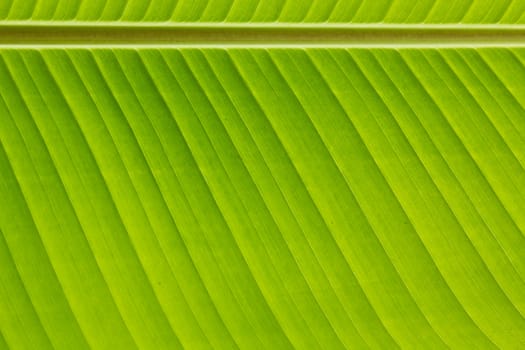 Fresh green banana leaf can be used for backgrounds.