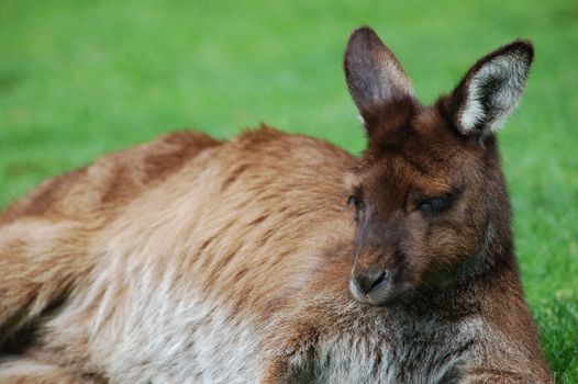 A Colourful Photo of a Wild Kangaroo in Melbourne Australia