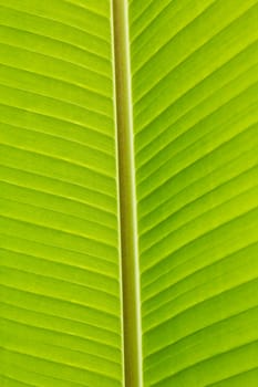 Fresh green banana leaf can be used for backgrounds.