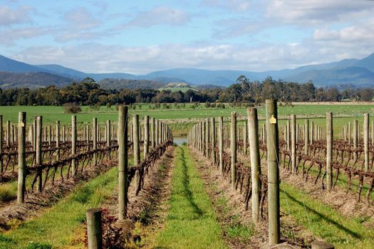 A Colourful photo of an Australian Vineyard in the Yarra Valley