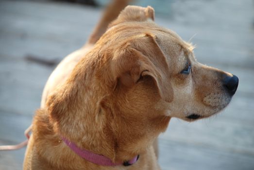 stock pictures of a cute puppy dog standing on a deck