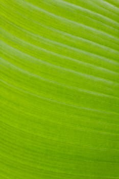 Fresh green banana leaf can be used for backgrounds.