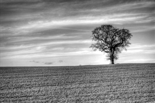 A Moody black and White Photo of a Lone Tree